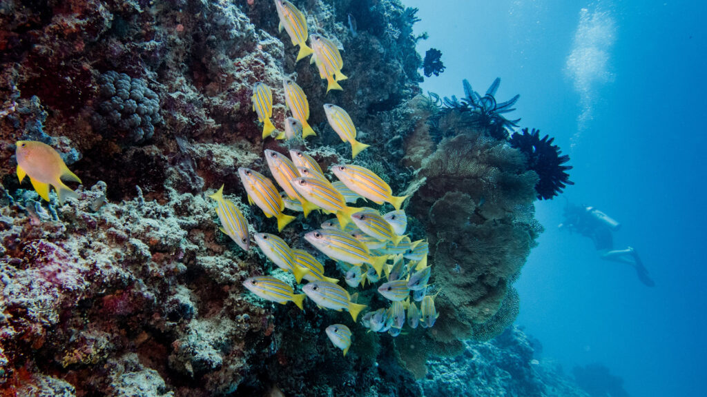 Travel in Indonesia: Tour of Gili Islands - snorkeling and cooking experiences